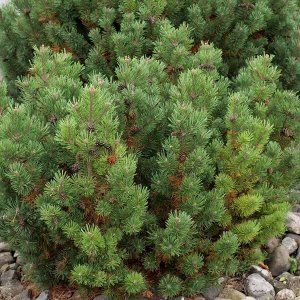 Pinus Mugo, Borovica horská ´PUMILIO´ kont. C2L, výška: 20+ cm